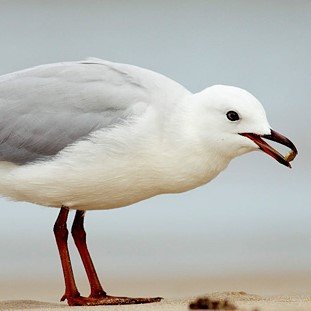 Silver gull | Booderee National Park